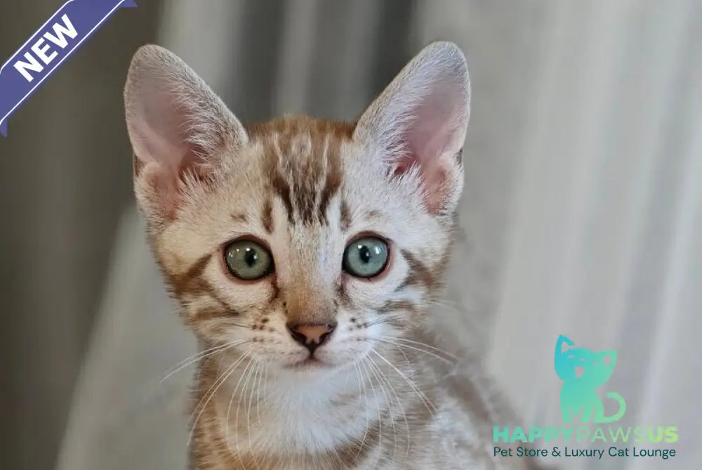 Helen Bengal female black spotted tabby pointed - live animals