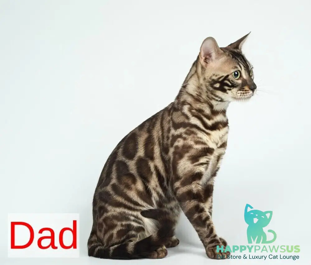 Helen Bengal female black spotted tabby pointed - live animals