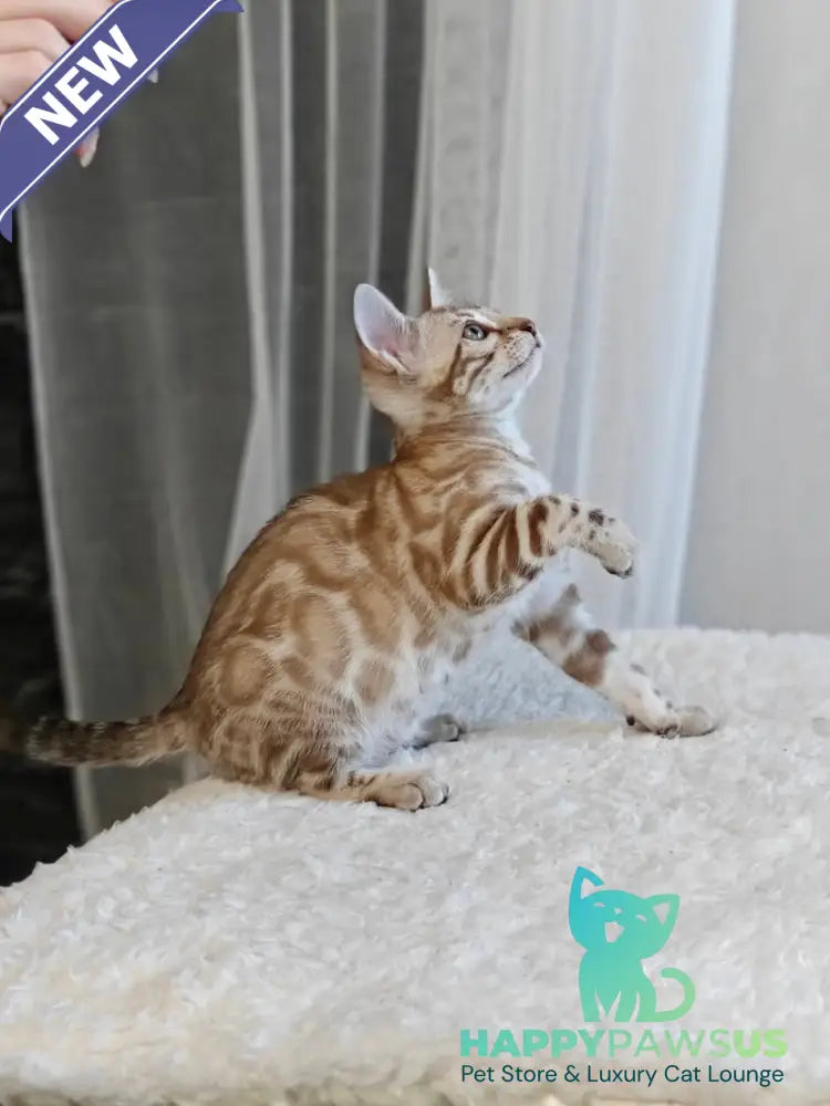 Helen Bengal female black spotted tabby pointed - live animals