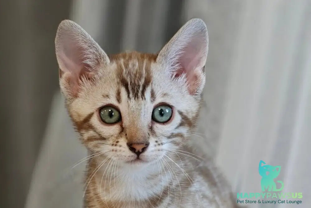 Helen Bengal female black spotted tabby pointed - live animals