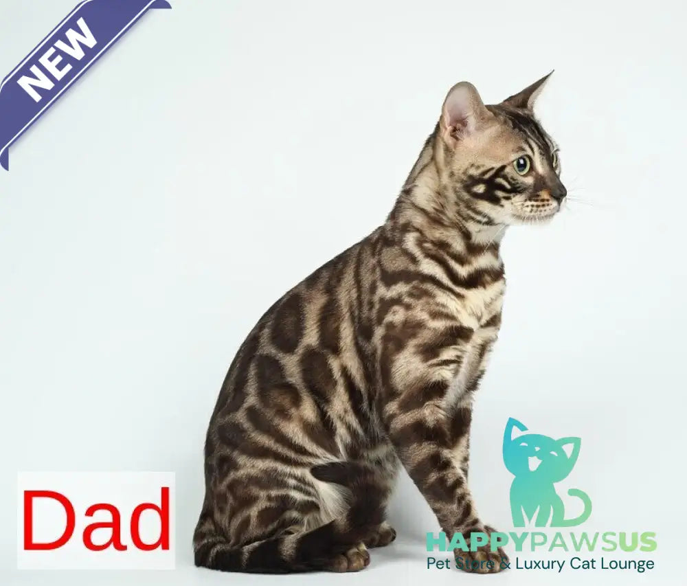 Helen Bengal female black spotted tabby pointed - live animals