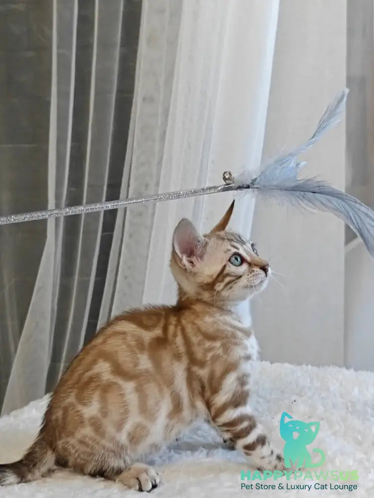 Helen Bengal female black spotted tabby pointed - live animals