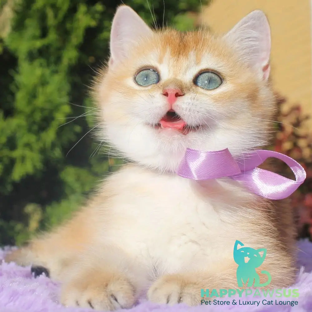 Helen British Shorthair female black golden shaded