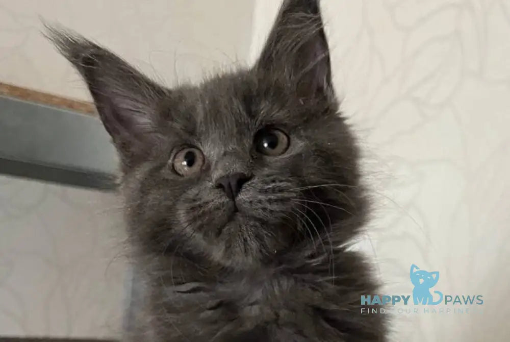 Helen Maine Coon female blue live animals