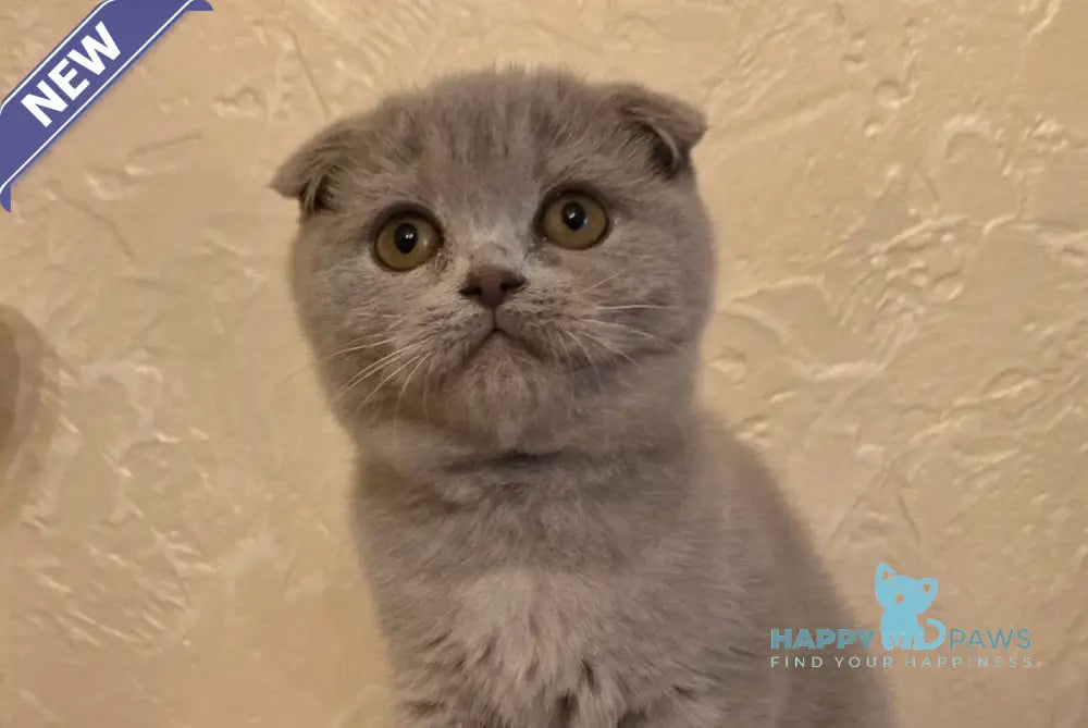 Helen Scottish Fold female lilac live animals