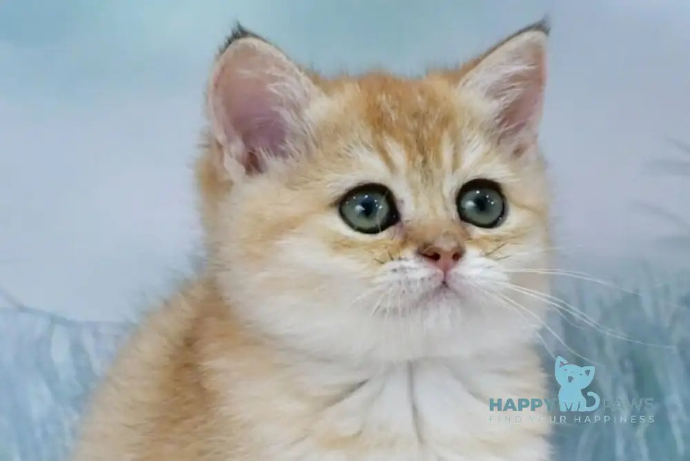 Helen Scottish Straight female black golden shaded live animals