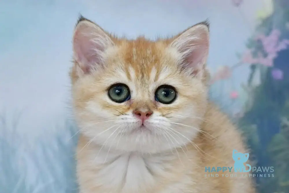 Helen Scottish Straight female black golden shaded live animals