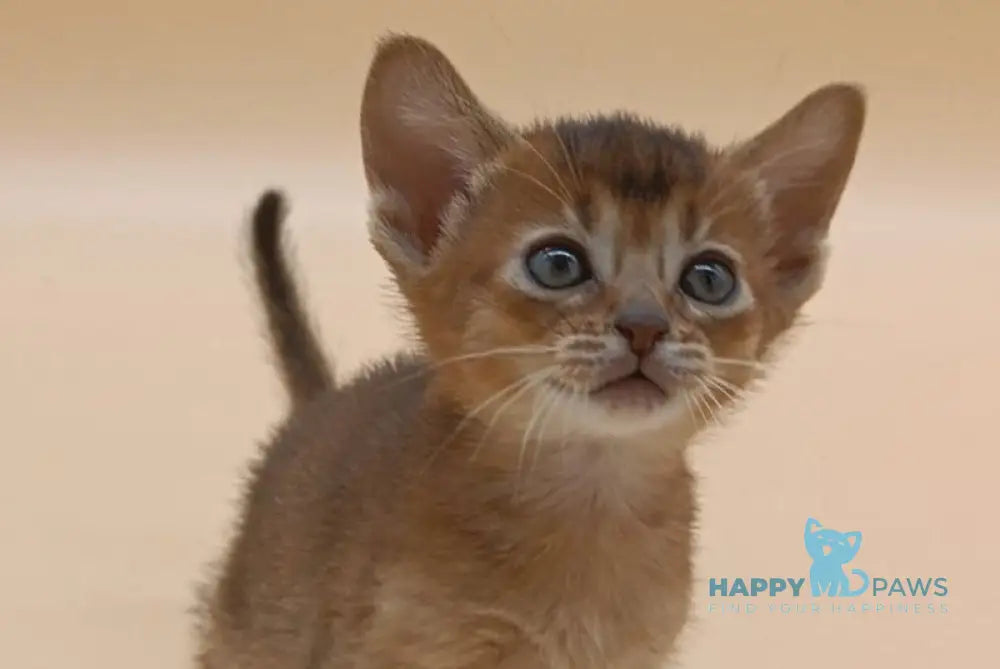 Helena Abyssinian female black live animals