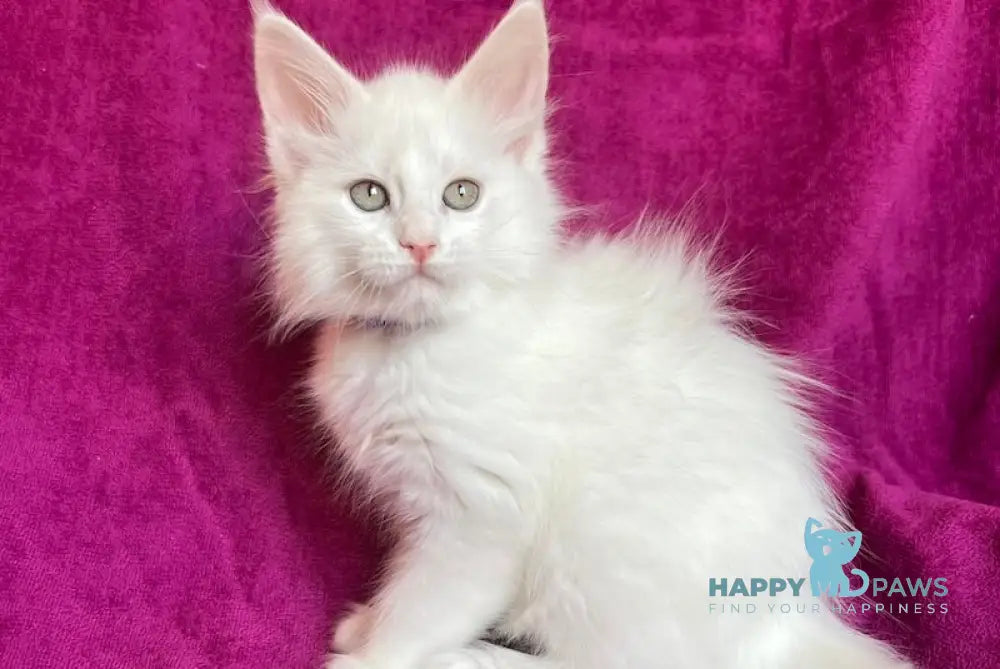 Helena Maine Coon female white live animals