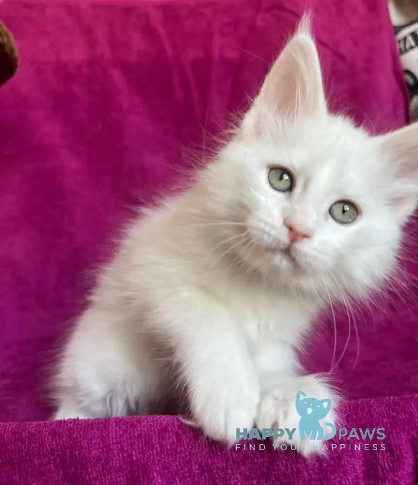 Helena Maine Coon female white live animals