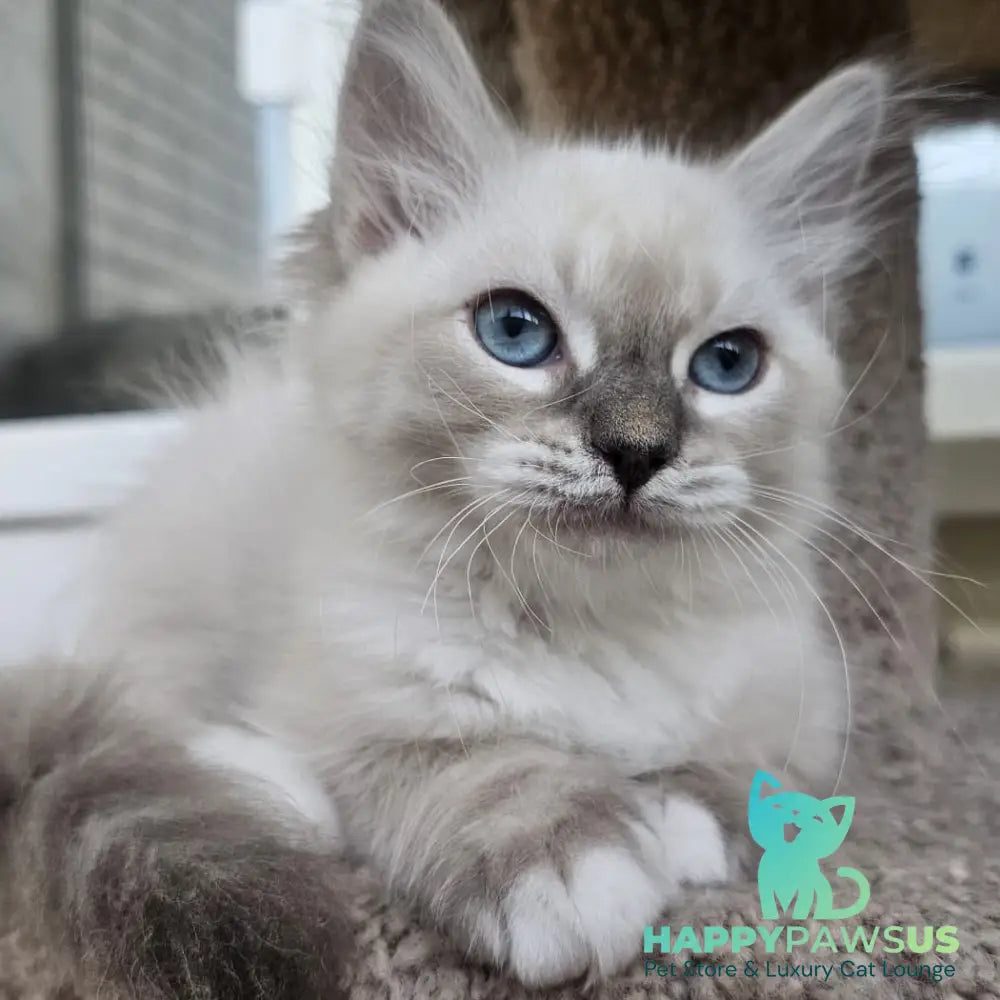 Helena Siberian female blue with white tabby pointed - live animals