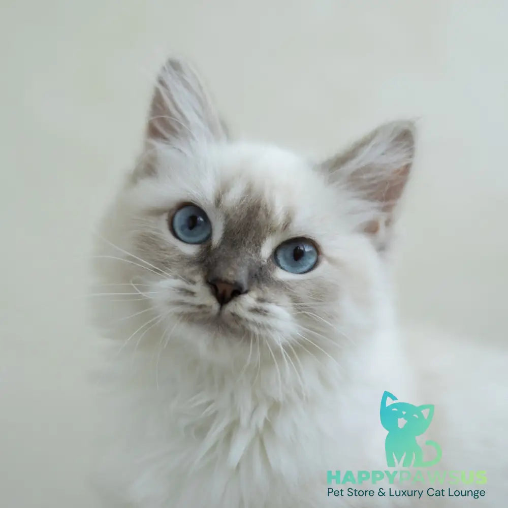 Helena Siberian female blue with white tabby pointed - live animals