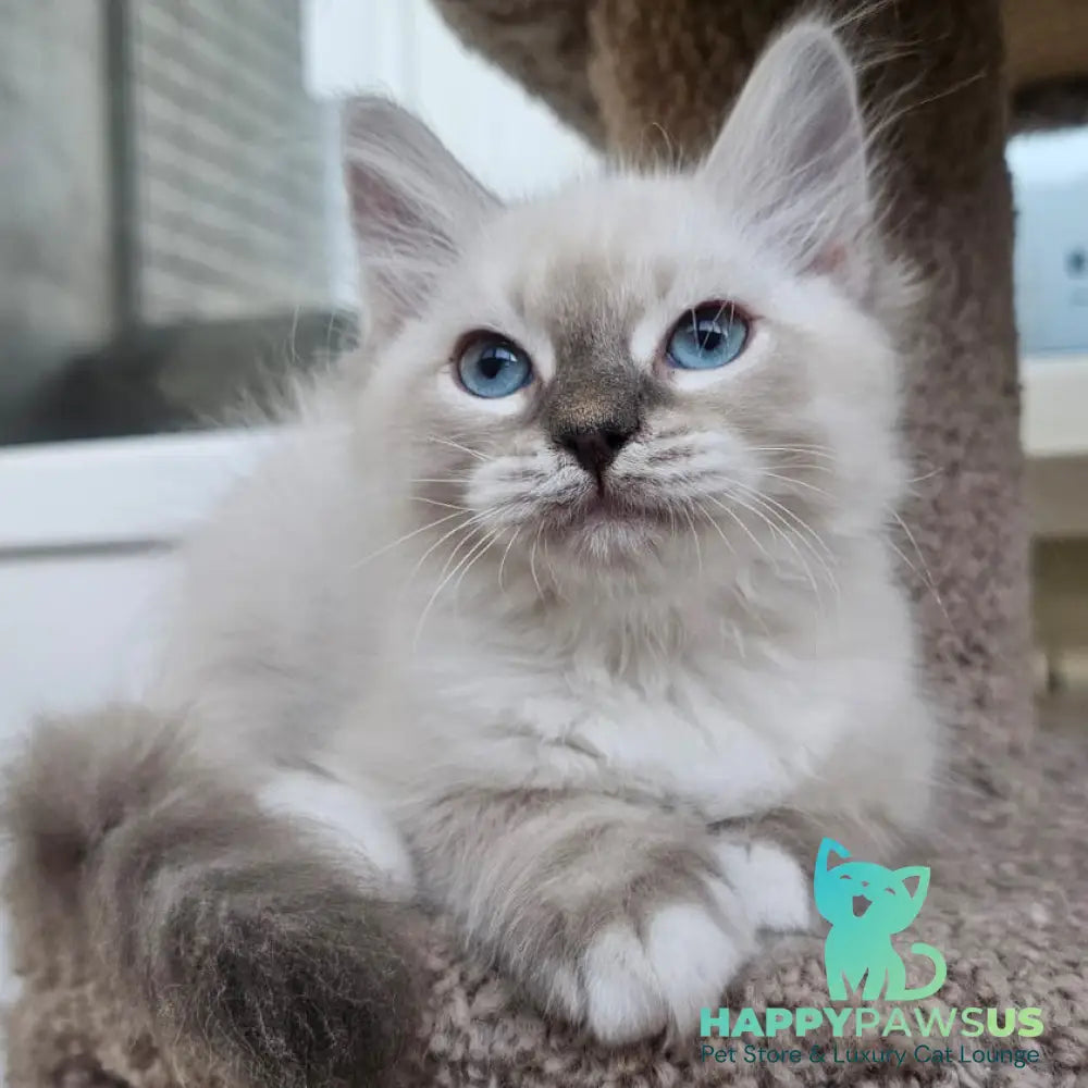 Helena Siberian female blue with white tabby pointed - live animals