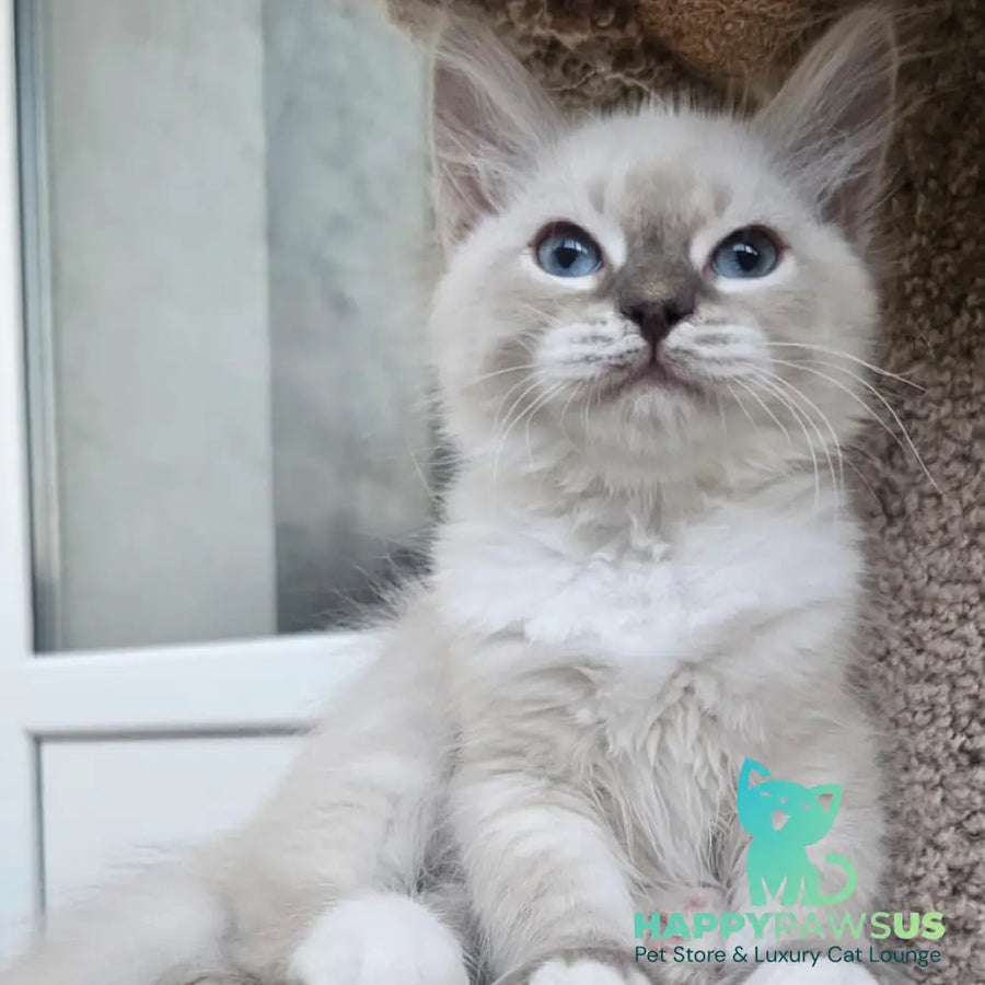 Helena Siberian female blue with white tabby pointed - live animals