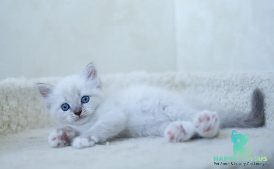 Helena Siberian female blue with white tabby pointed - live animals