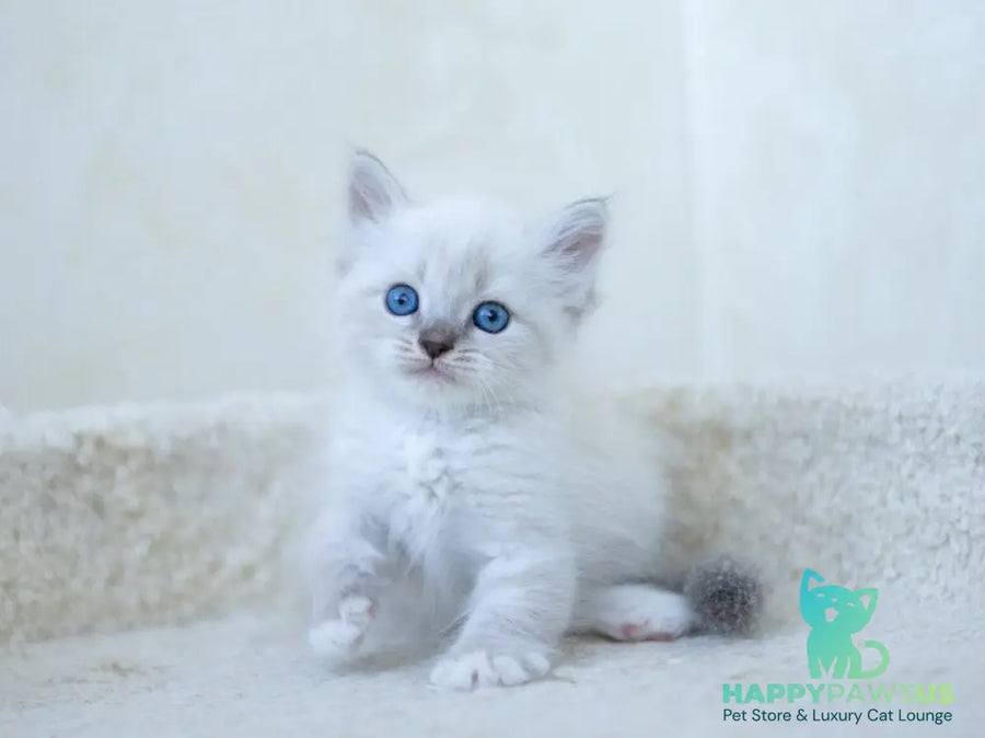 Helena Siberian female blue with white tabby pointed - live animals
