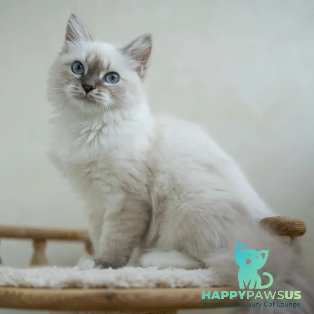 Helena Siberian female blue with white tabby pointed - live animals