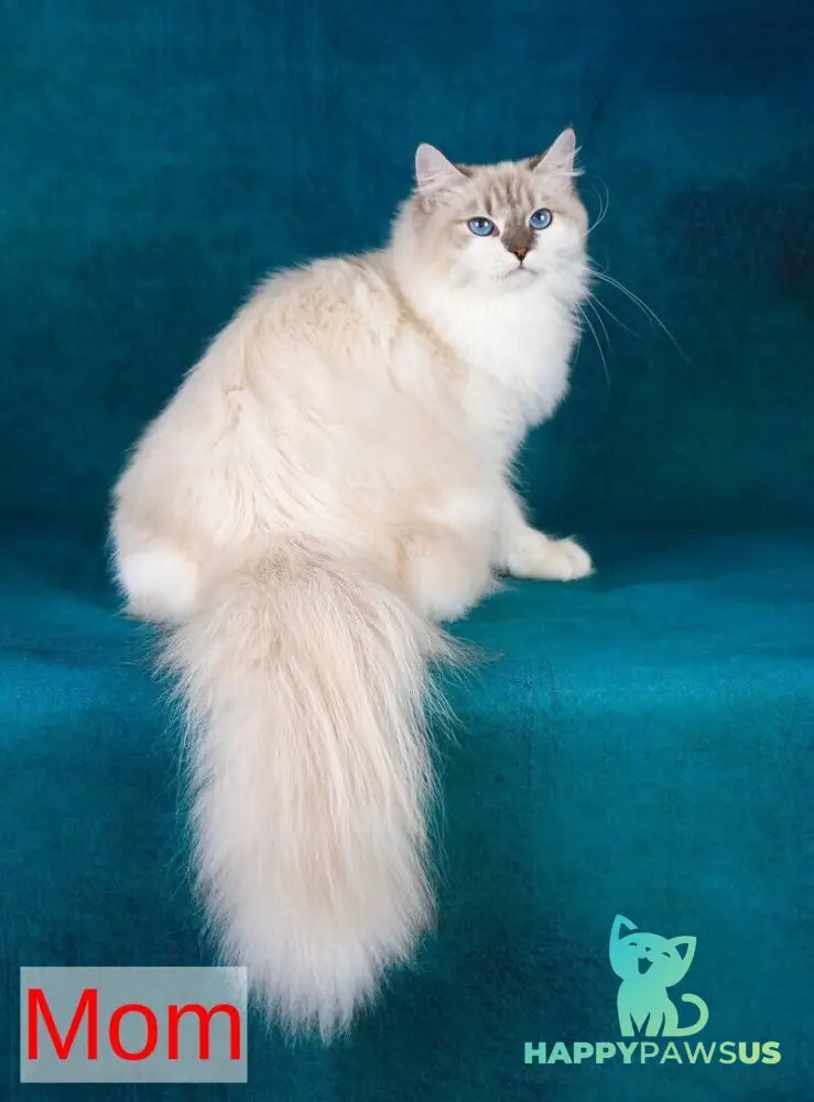 Helena Siberian female blue with white tabby pointed - live animals