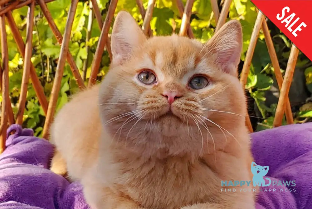Helios British Shorthair male red live animals