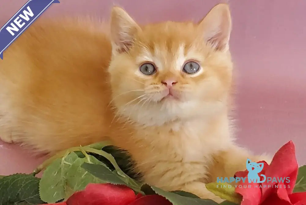 Helios British Shorthair male red live animals
