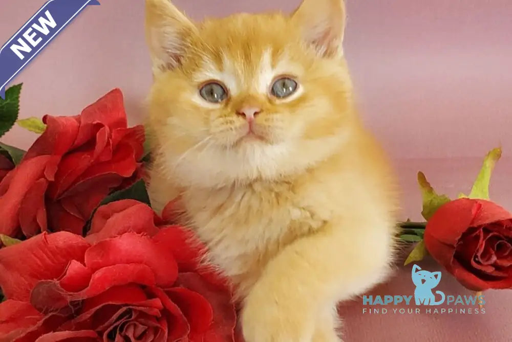 Helios British Shorthair male red live animals