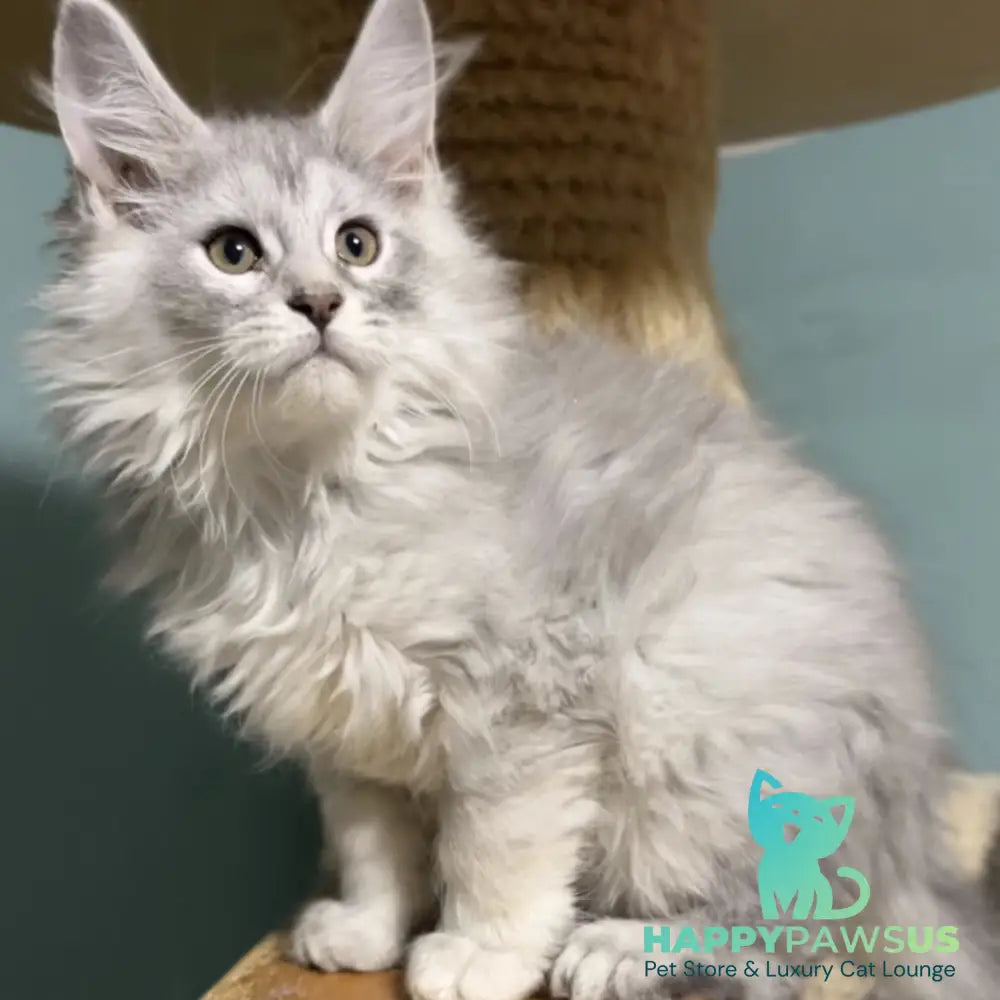 Hello Kitty Maine Coon female blue silver spotted tabby - live animals