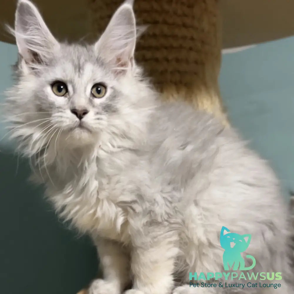 Hello Kitty Maine Coon female blue silver spotted tabby - live animals