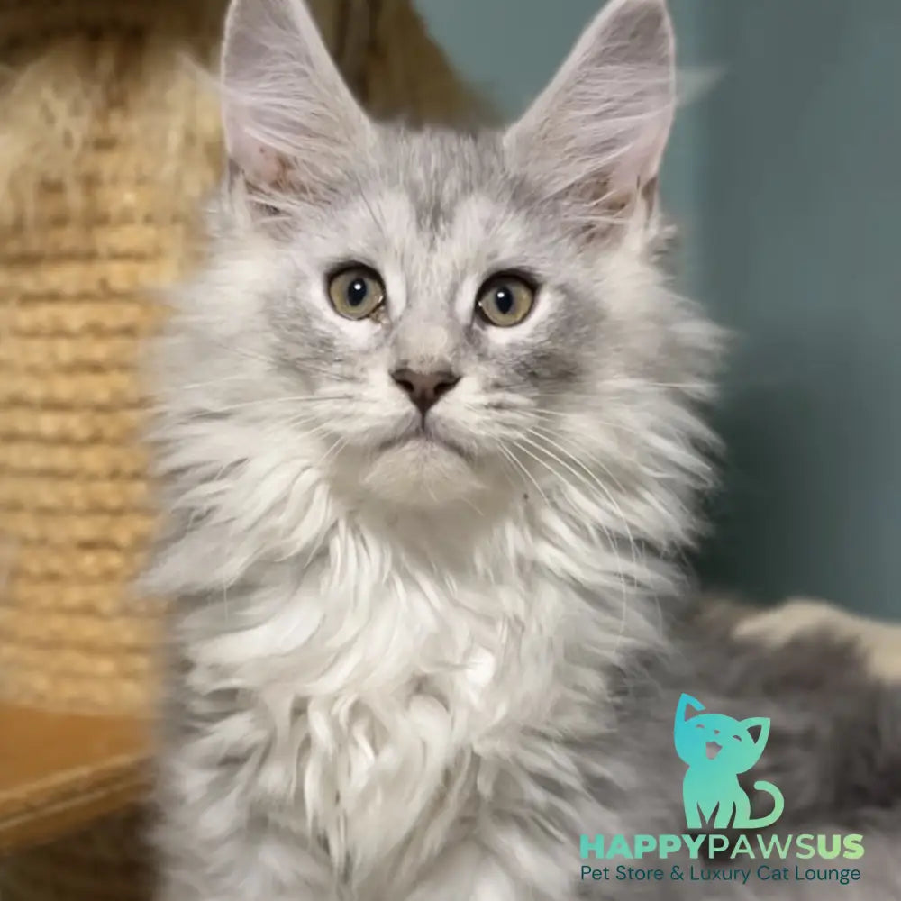 Hello Kitty Maine Coon female blue silver spotted tabby - live animals