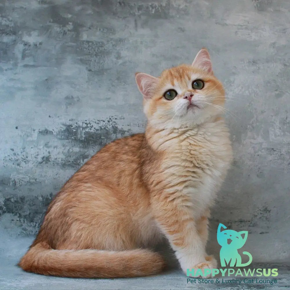 Helly British Shorthair female black golden chinchilla - live animals