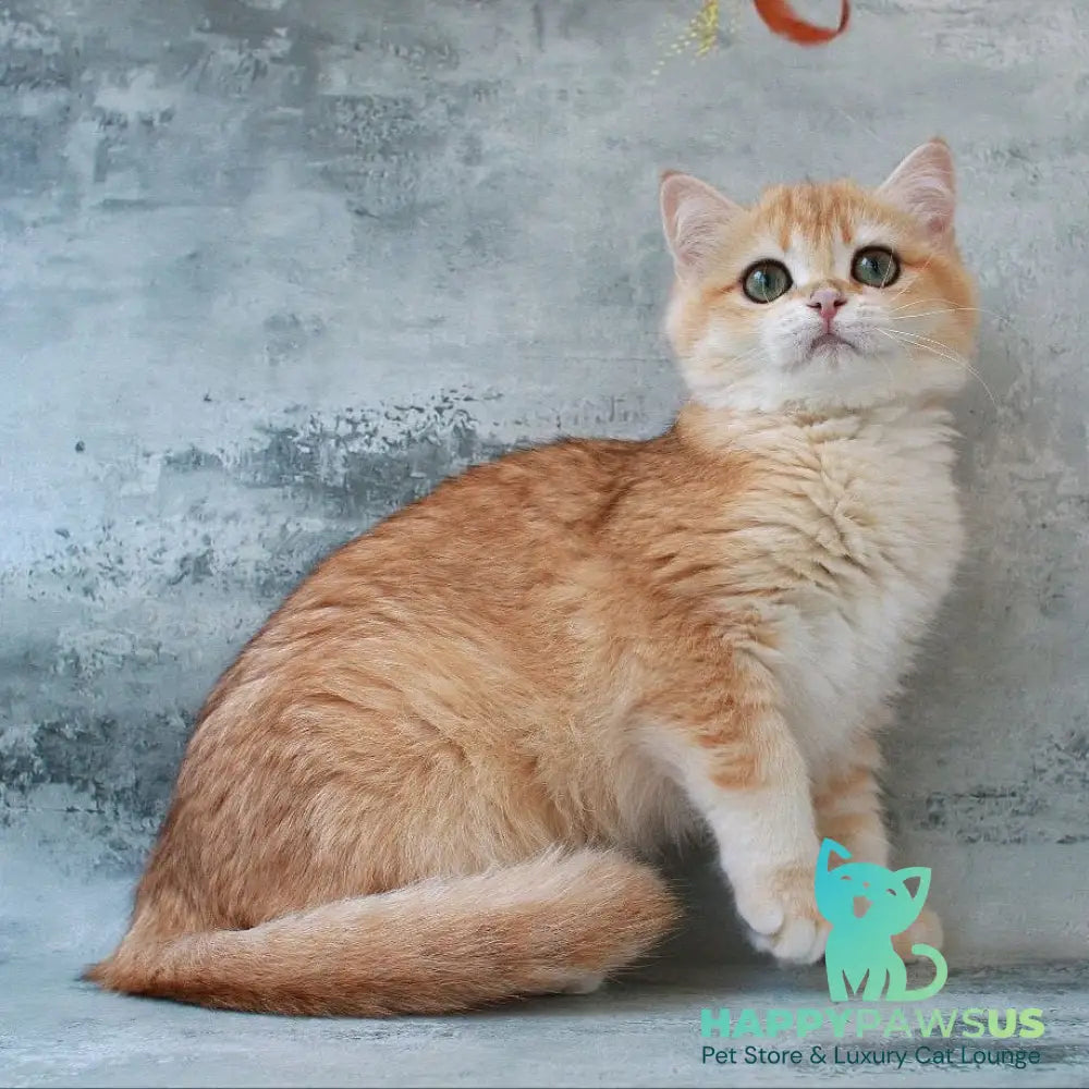 Helly British Shorthair female black golden chinchilla - live animals