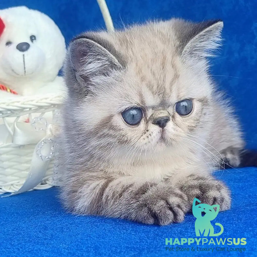 Henk Exotic male black pointed - live animals
