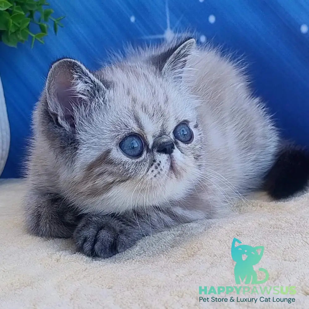 Henk Exotic male black tabby pointed - live animals