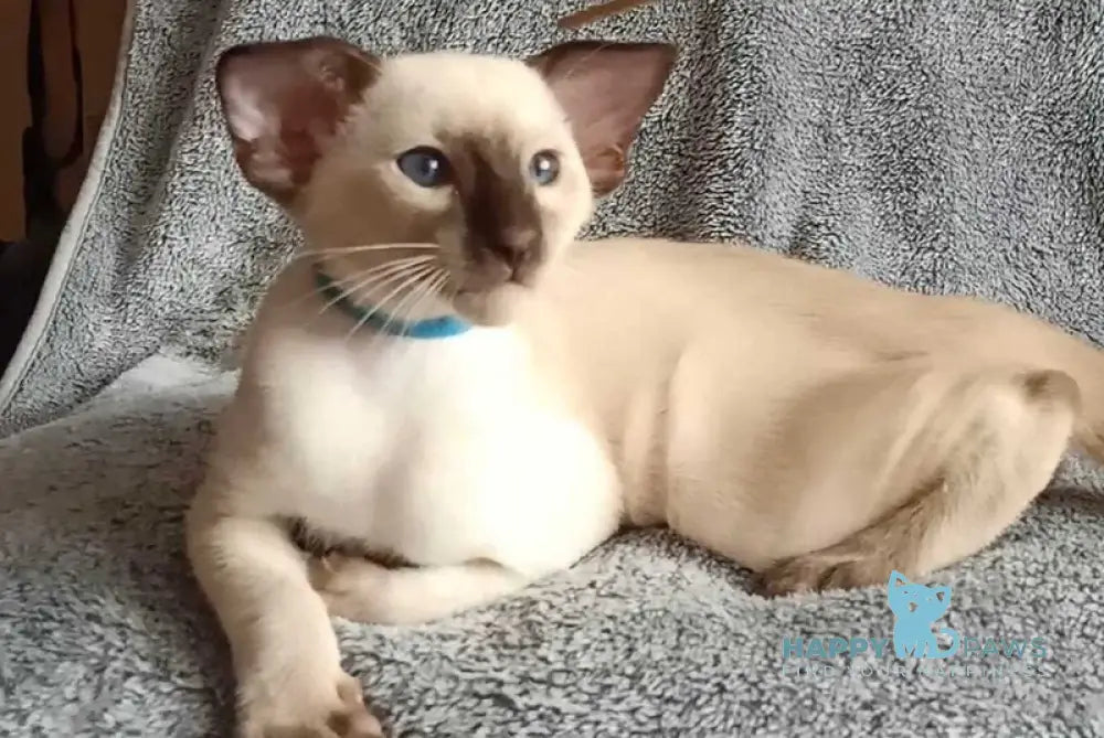 Henkok Siamese male black pointed live animals
