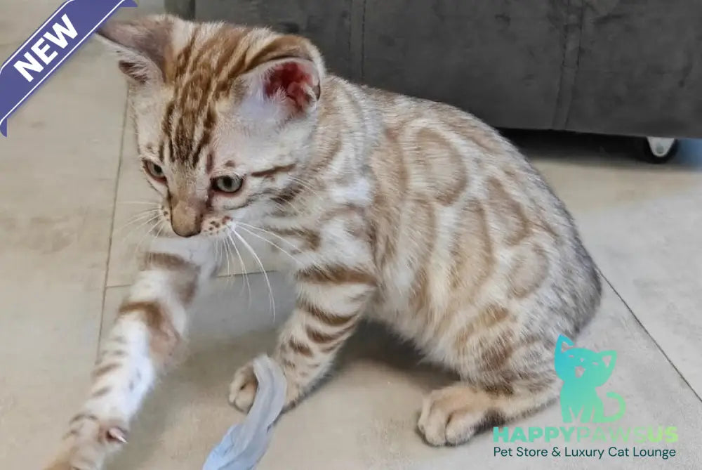 Henly Bengal male black spotted tabby pointed - live animals