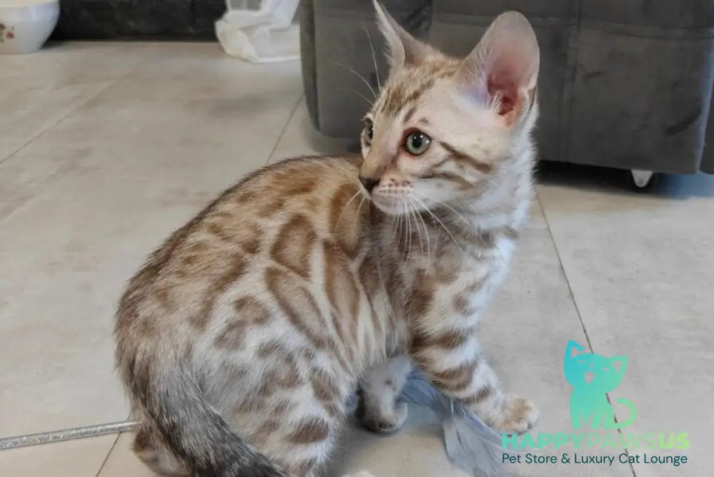 Henly Bengal male black spotted tabby pointed - live animals