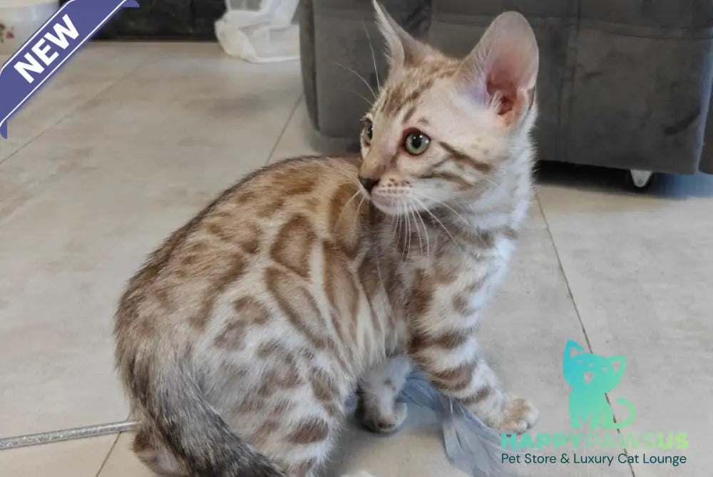 Henly Bengal male black spotted tabby pointed - live animals