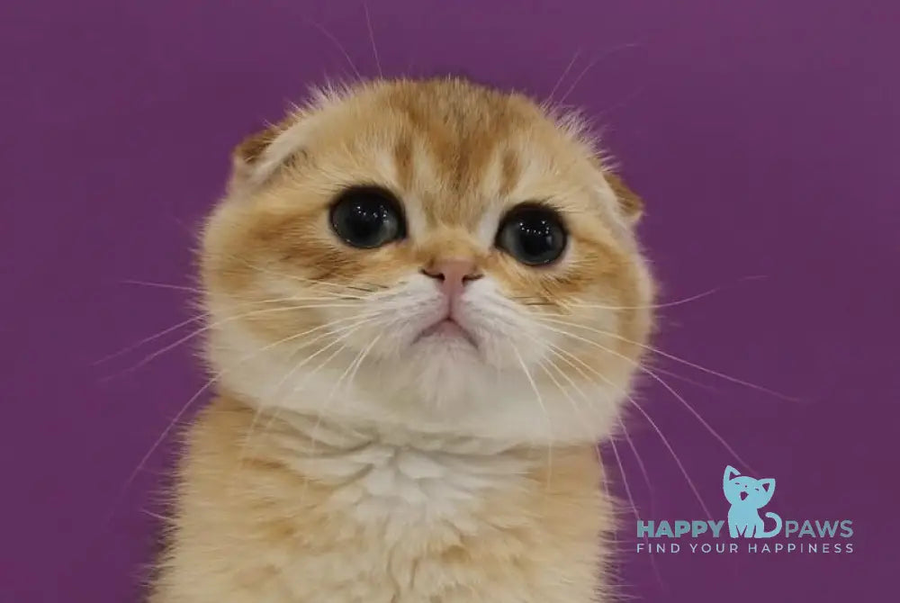 Hennessy Scottish Fold male black golden ticked tabby live animals