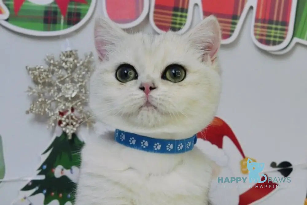 Hennessy Scottish Fold male black silver shaded live animals