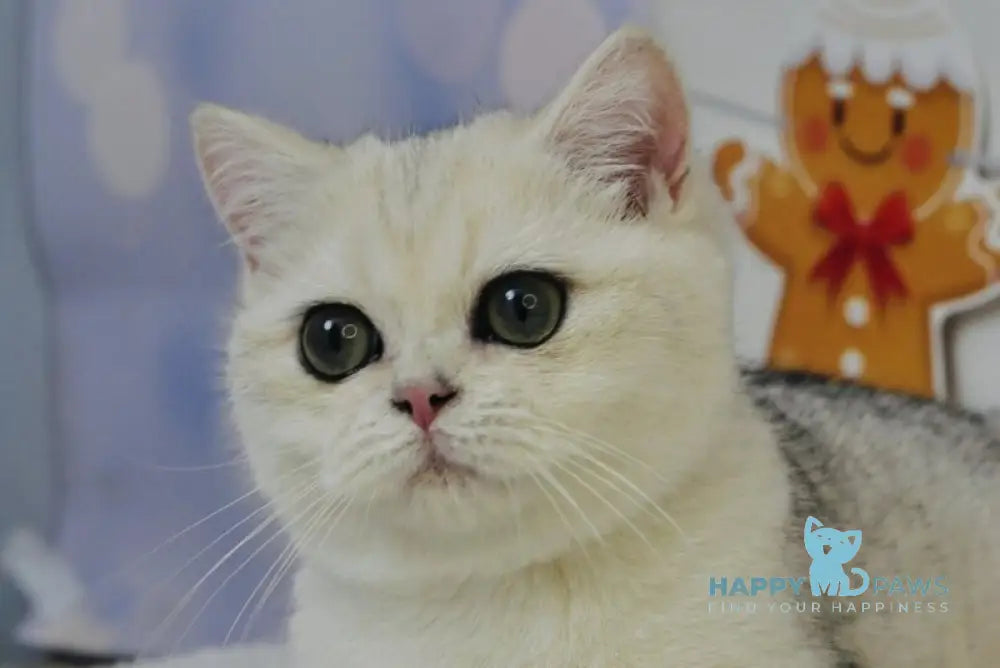 Hennessy Scottish Fold male black silver shaded live animals