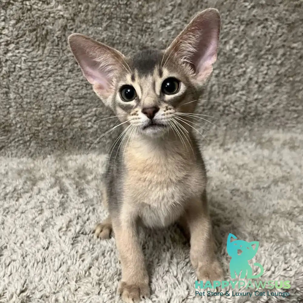 Henri Abyssinian male blue - live animals