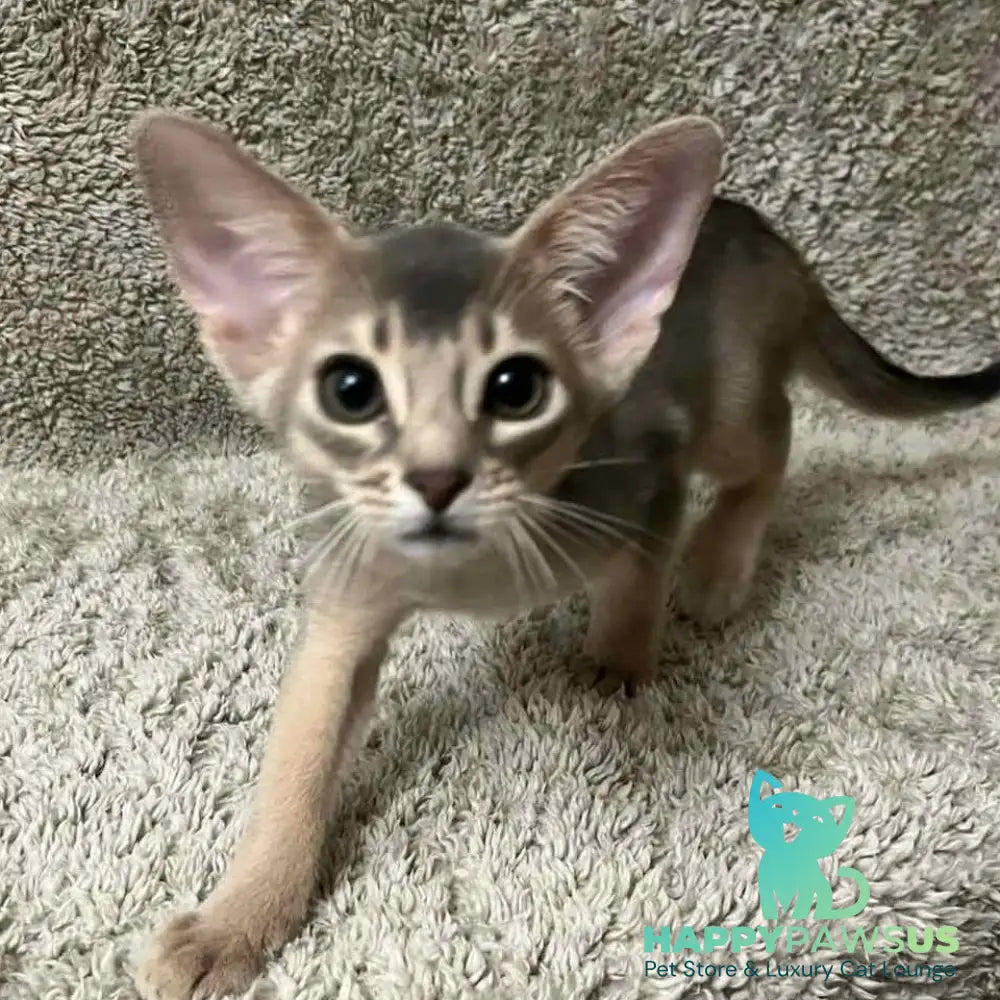 Henri Abyssinian male blue - live animals