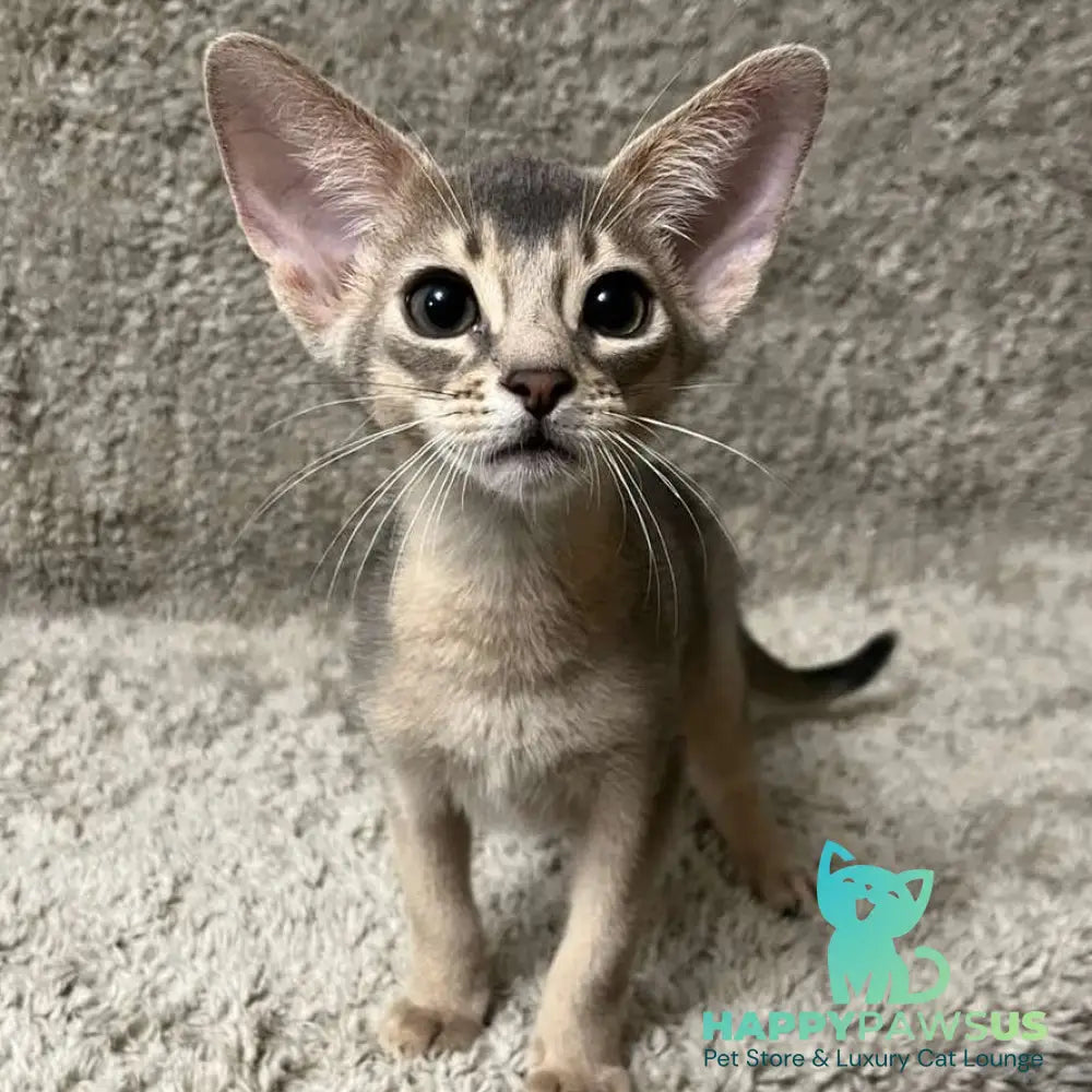 Henri Abyssinian male blue - live animals