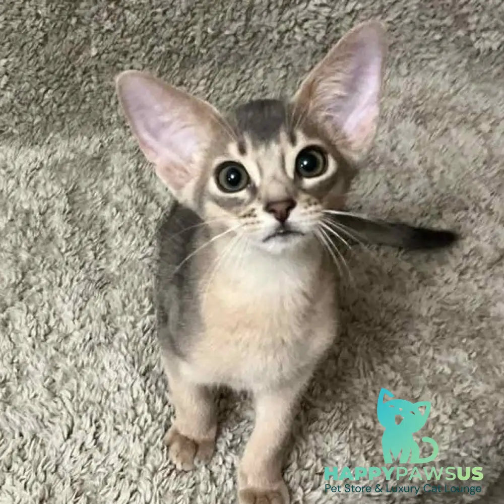 Henri Abyssinian male blue - live animals