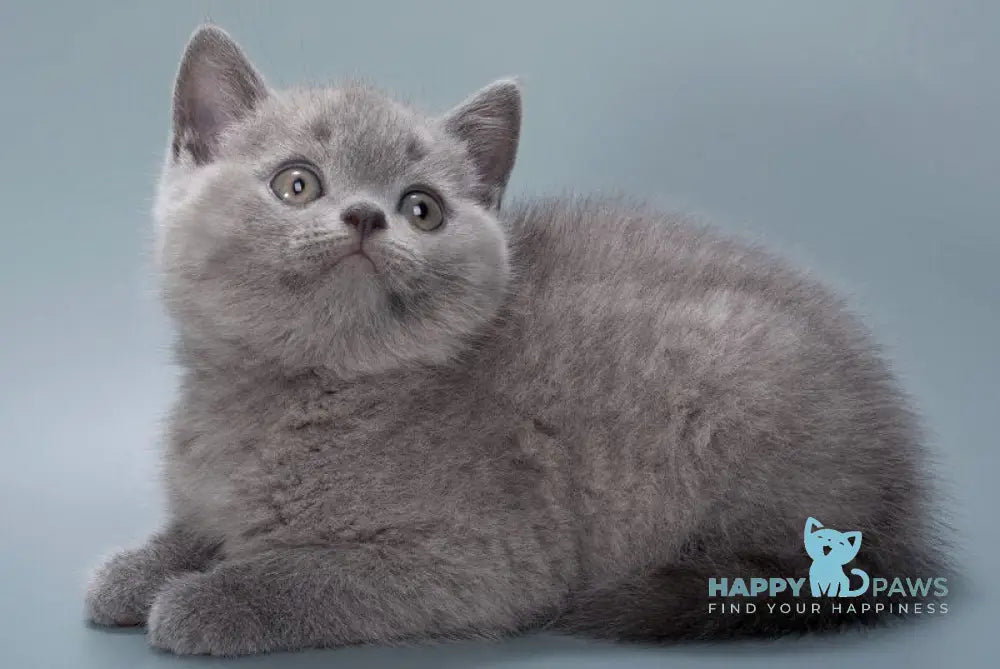 Henry British Shorthair male blue live animals