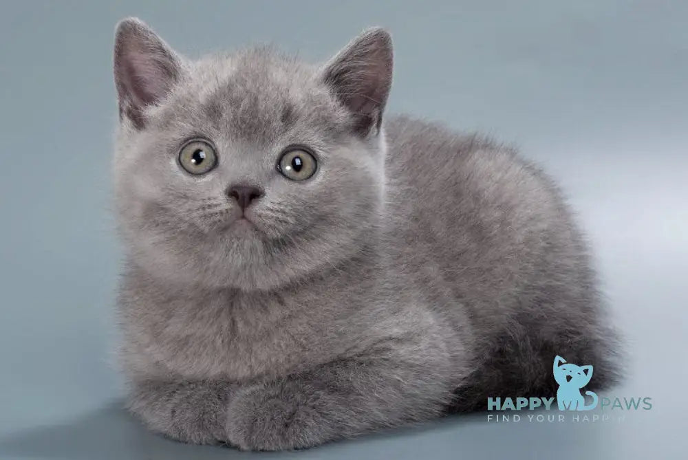Henry British Shorthair male blue live animals