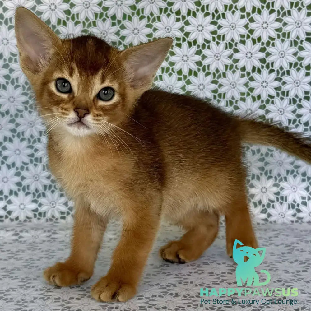 Hermes Abyssinian male ruddy - live animals