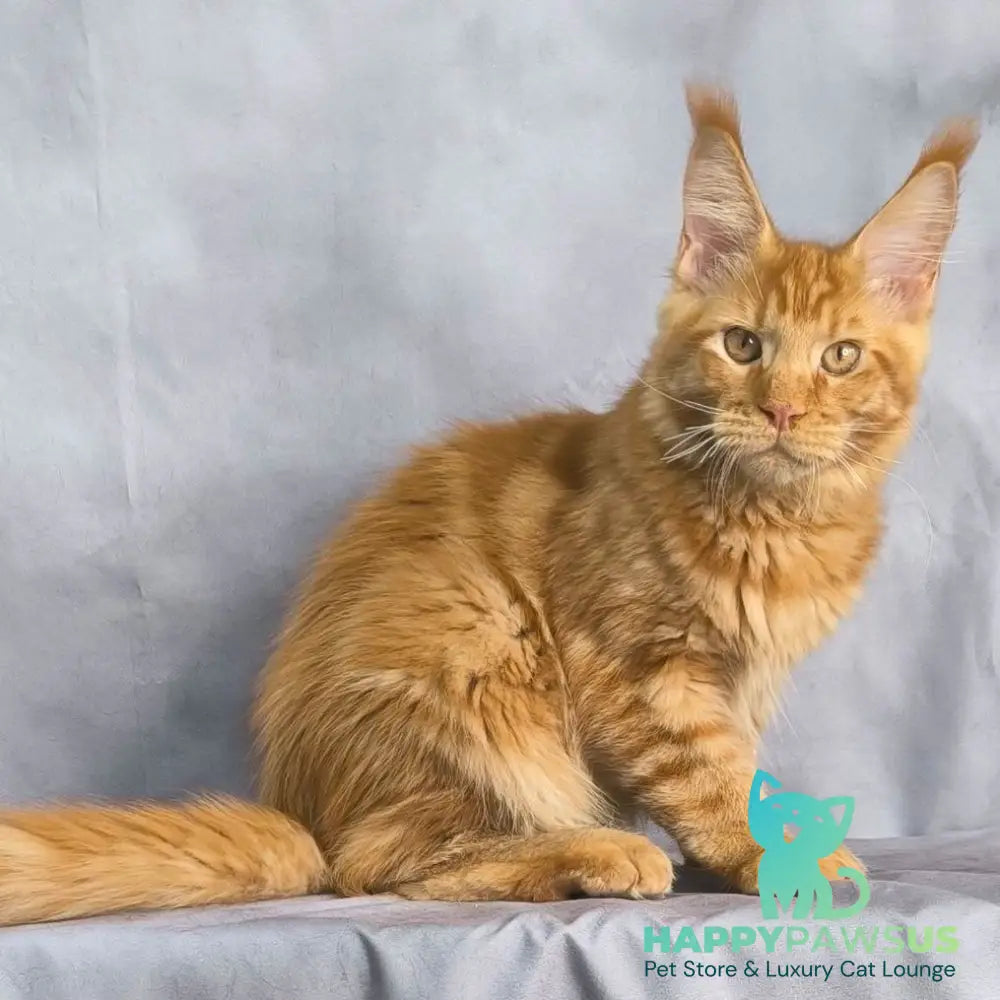 Hermes Maine Coon male red - live animals