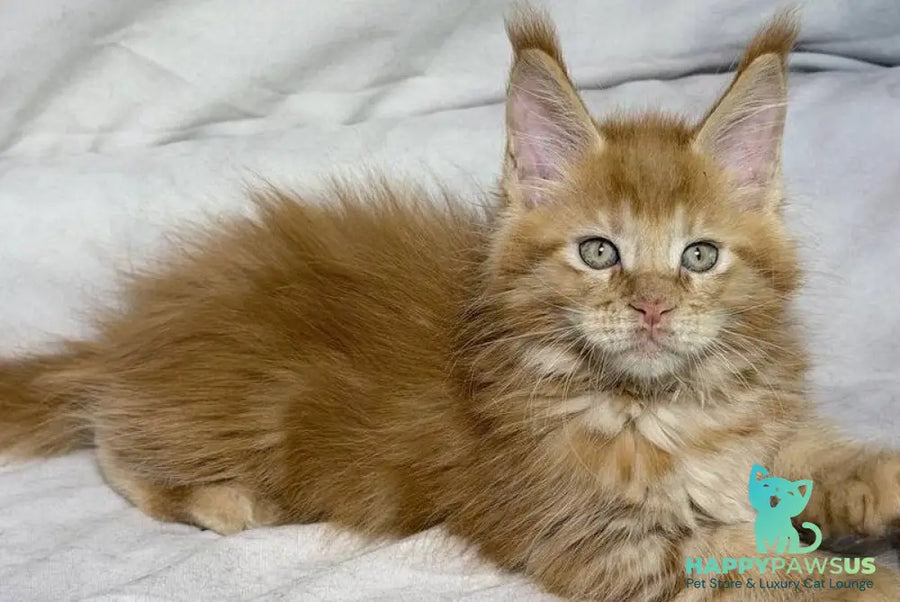 Hermes Maine Coon male red - live animals