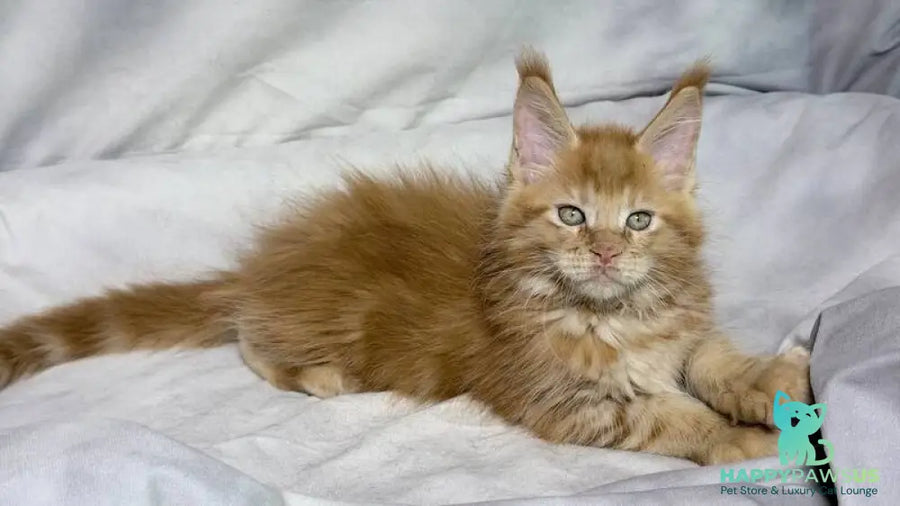 Hermes Maine Coon male red - live animals