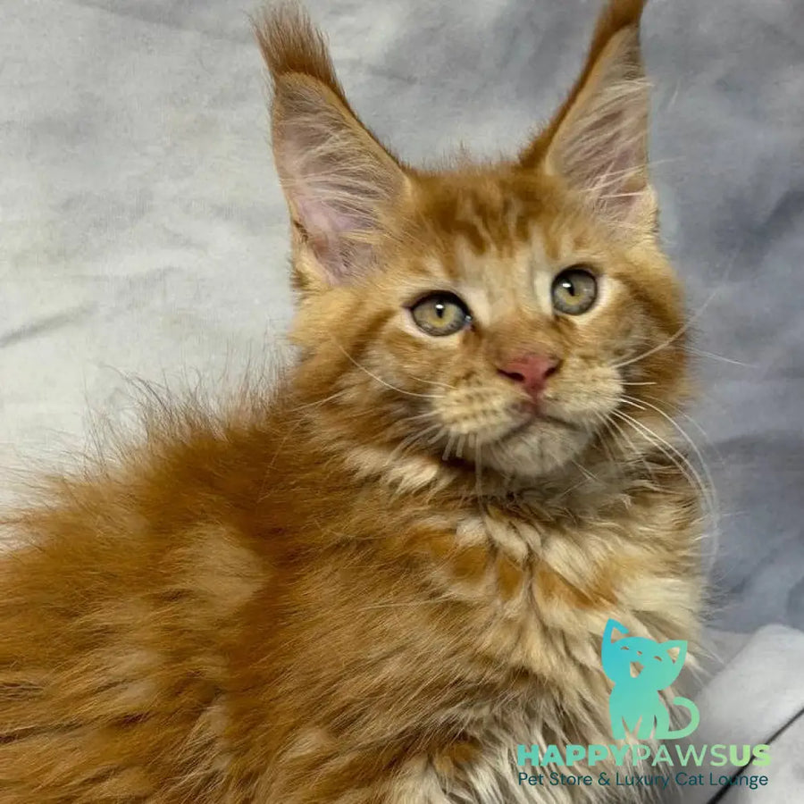 Hermes Maine Coon male red - live animals